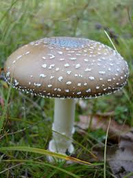 Attēlu rezultāti vaicājumam “Amanita pantherina”