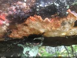 Attēlu rezultāti vaicājumam “Hyphodiscus hymeniophilus”