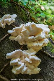 Attēlu rezultāti vaicājumam “Hericium cirrhatum”