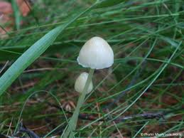 Attēlu rezultāti vaicājumam “Mycena epipterygia”