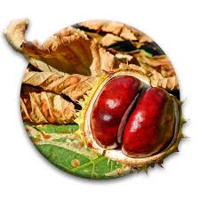 Attēlu rezultāti vaicājumam “Aesculus hippocastanum fruit”