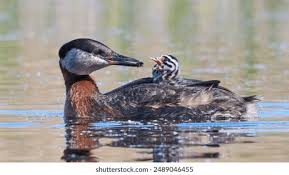 Attēlu rezultāti vaicājumam “Podiceps grisegena”