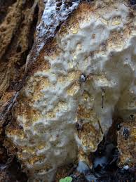 Attēlu rezultāti vaicājumam “Antrodia pulvinascens”