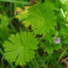 Attēlu rezultāti vaicājumam “Geranium pusillum flower”