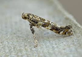 Attēlu rezultāti vaicājumam “Gracillaria syringella”