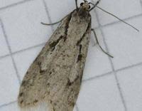 Attēlu rezultāti vaicājumam “Semioscopis avellanella”