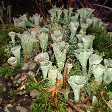 Attēlu rezultāti vaicājumam “Cladonia”