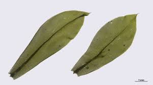 Attēlu rezultāti vaicājumam “Rhodobryum roseum”