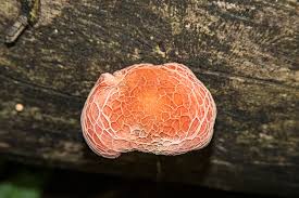 Attēlu rezultāti vaicājumam “Rhodotus palmatus”