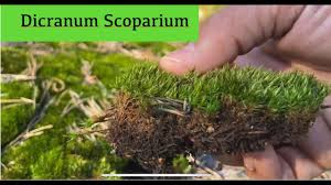 Attēlu rezultāti vaicājumam “Dicranum scoparium sporophyte”
