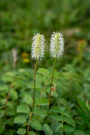 Attēlu rezultāti vaicājumam “Saussurea esthonica flower”