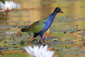 Image result for Porphyrio alleni