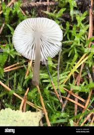 Attēlu rezultāti vaicājumam “Mycena zephirus”