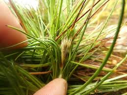 Attēlu rezultāti vaicājumam “Juncus squarrosus fruit”