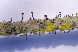 Attēlu rezultāti vaicājumam “Calicium viride”