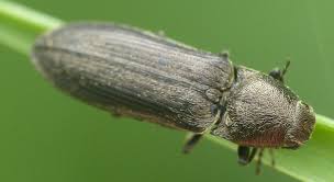 Attēlu rezultāti vaicājumam “Cidnopus aeruginosus”