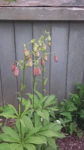 Attēlu rezultāti vaicājumam “Lilium martagon bud”