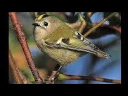 Attēlu rezultāti vaicājumam “Regulus regulus”