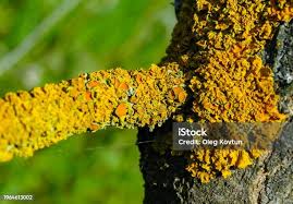 Attēlu rezultāti vaicājumam “myxomicetes”