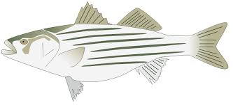 Image result for Morone saxatilis