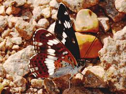 Attēlu rezultāti vaicājumam “Limenitis camilla”