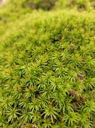 Attēlu rezultāti vaicājumam “Atrichum undulatum sporophyte”