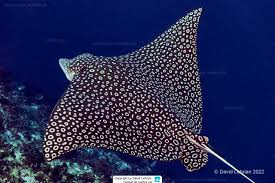 Image result for Aetobatus narinari