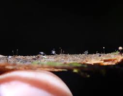 Attēlu rezultāti vaicājumam “Cribraria pertenuis”