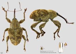 Attēlu rezultāti vaicājumam “Curculio venosus”