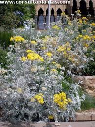 Image result for Cineraria maritima