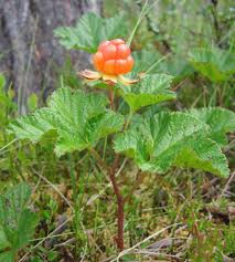 Attēlu rezultāti vaicājumam “Rubus chamaemorus leaf”