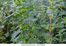 Attēlu rezultāti vaicājumam “Urtica urens leaf”