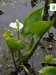 Attēlu rezultāti vaicājumam “Calla palustris flower”
