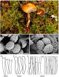 Attēlu rezultāti vaicājumam “Gymnopilus picreus”