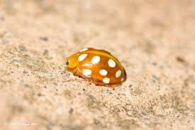 Attēlu rezultāti vaicājumam “Halyzia sedecimguttata”