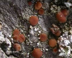 Attēlu rezultāti vaicājumam “Bacidia rubella”