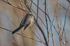 Attēlu rezultāti vaicājumam “Aegithalos caudatus adult”
