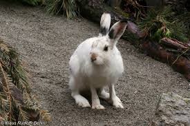 Attēlu rezultāti vaicājumam “Lepus timidus”