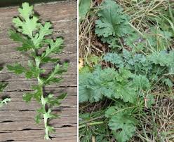 Attēlu rezultāti vaicājumam “Jacobaea vulgaris leaf”