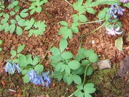 Attēlu rezultāti vaicājumam “Corydalis intermedia fruit”