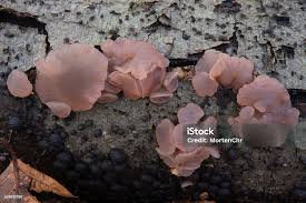 Attēlu rezultāti vaicājumam “Neobulgaria pura”