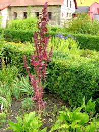 Image result for Atriplex hortensis