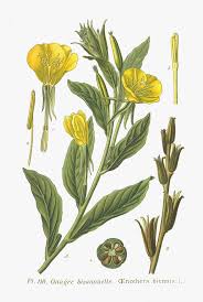 Attēlu rezultāti vaicājumam “Oenothera biennis”