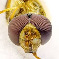 Attēlu rezultāti vaicājumam “Eupeodes nielseni”