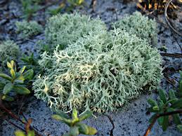 Attēlu rezultāti vaicājumam “Cladonia”