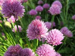 Image result for Allium schoenoprasum