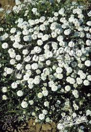 Image result for Achillea Ptarmica
