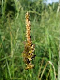 Attēlu rezultāti vaicājumam “Carex disticha”