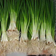 Résultat de recherche d'images pour "Allium fistulosum"