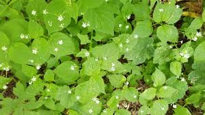 Attēlu rezultāti vaicājumam “Circaea alpina leaf”
